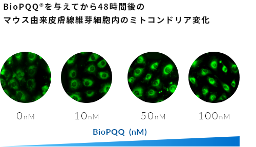 BioPQQ®を与えてから48時間後のマウス由来皮膚線維芽細胞内のミトコンドリア変化。詳細は図