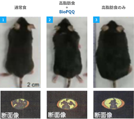 高脂肪食を摂取したマウスの比較画像。詳細は図