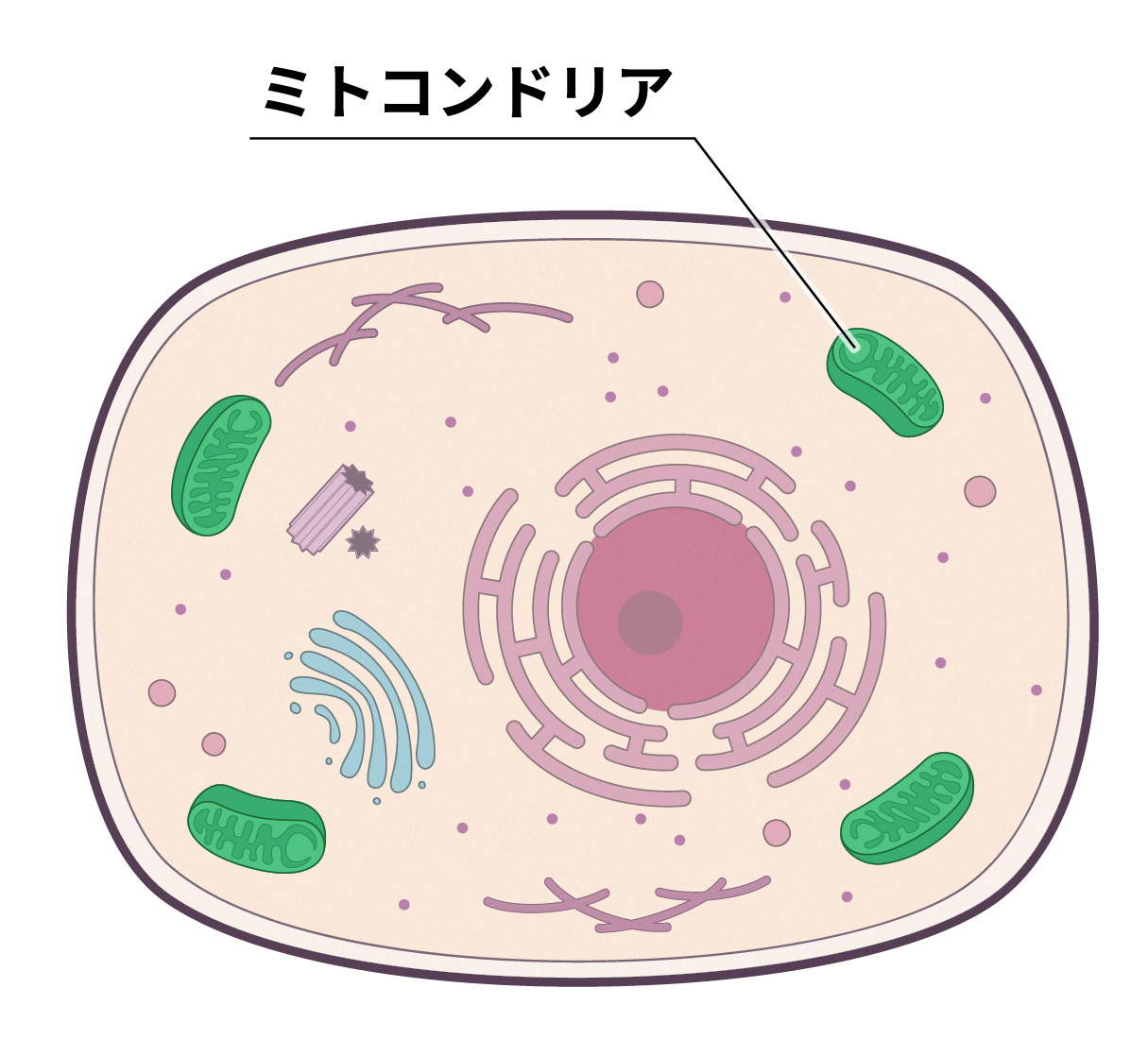 ミトコンドリアとは何か健康のために知っておきたい基礎知識 Biopqq🄬日本公式サイト